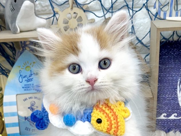 兵庫県のラガマフィン (アミーゴ姫路花田店/2024年5月26日生まれ/男の子/レッドタビーホワイト)の子猫