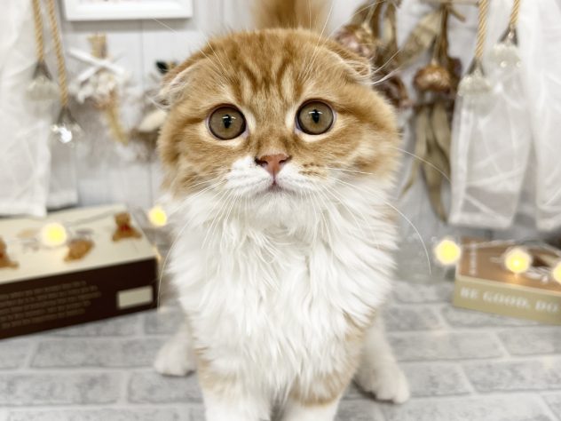 香川県のスコティッシュフォールド (アミーゴ屋島店/2024年3月28日生まれ/女の子/レッドタビーホワイト)の子猫