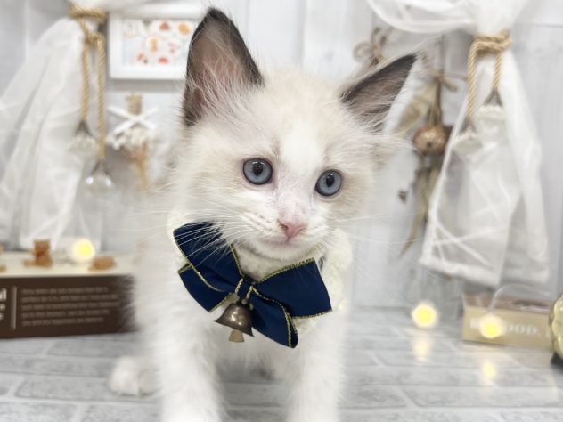 香川県のラグドール (アミーゴ屋島店/2024年5月22日生まれ/男の子/シールポイントバイカラー)の子猫