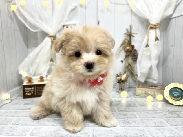 香川県のハーフ犬・ミックス犬 (アミーゴ屋島店/2024年6月1日生まれ/女の子/クリーム)の子犬