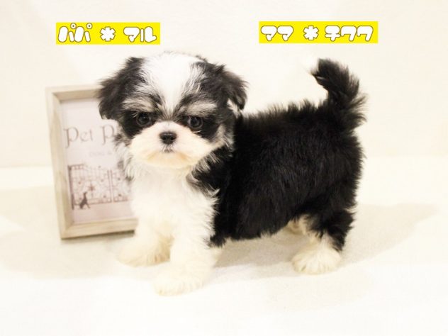 兵庫県のハーフ犬・ミックス犬 (アミーゴ神戸灘店/2024年5月30日生まれ/女の子/ブラッククリームホワイト)の子犬