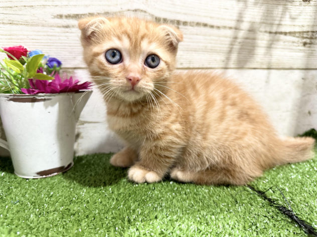 徳島県のマンチカン (アミーゴ徳島沖浜店/2024年5月28日生まれ/男の子/レッドタビー)の子猫