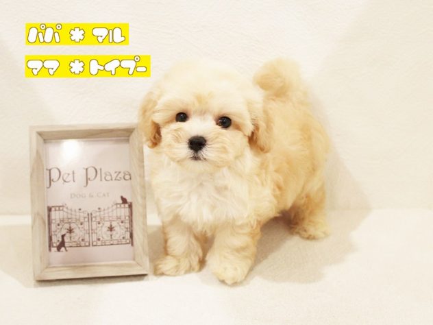 兵庫県のハーフ犬・ミックス犬 (アミーゴ神戸灘店/2024年5月30日生まれ/男の子/クリーム)の子犬