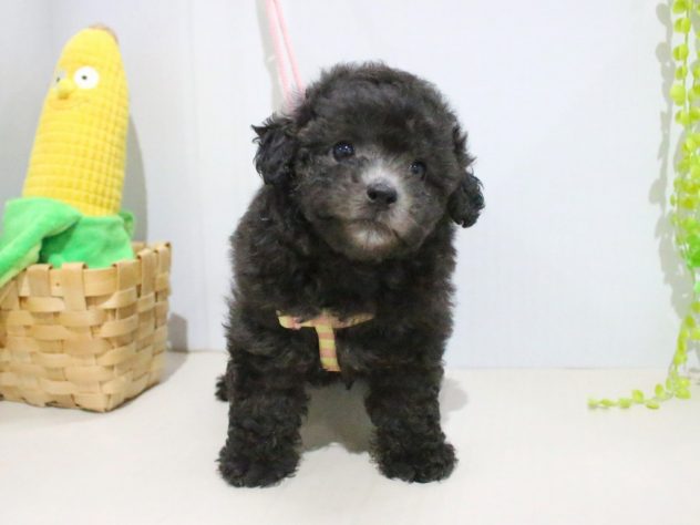 兵庫県のトイプードル(トイ) (アミーゴつかしん店/2024年4月30日生まれ/女の子/グレー)の子犬