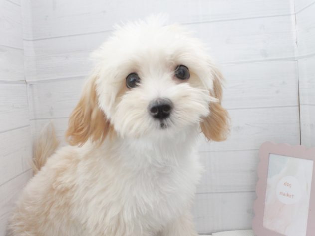 徳島県のハーフ犬・ミックス犬 (アミーゴ徳島店/2024年2月22日生まれ/女の子/クリーム)の子犬