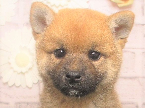 岡山県の柴犬(標準サイズ) (アミーゴ妹尾店/2024年5月2日生まれ/男の子/赤)の子犬