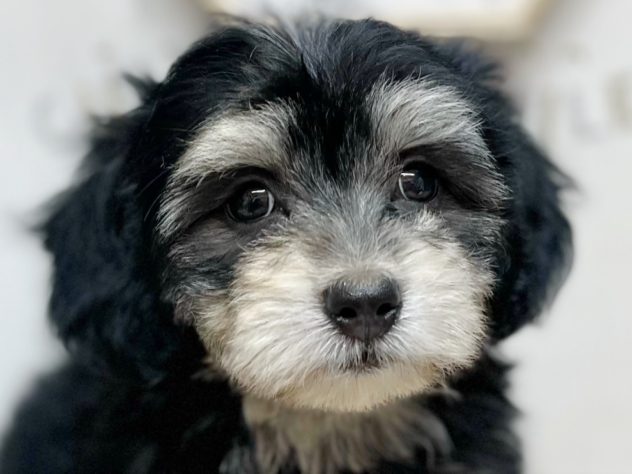 高知県のハーフ犬・ミックス犬 (アミーゴ高知店/2024年5月1日生まれ/女の子/ブラッククリーム)の子犬