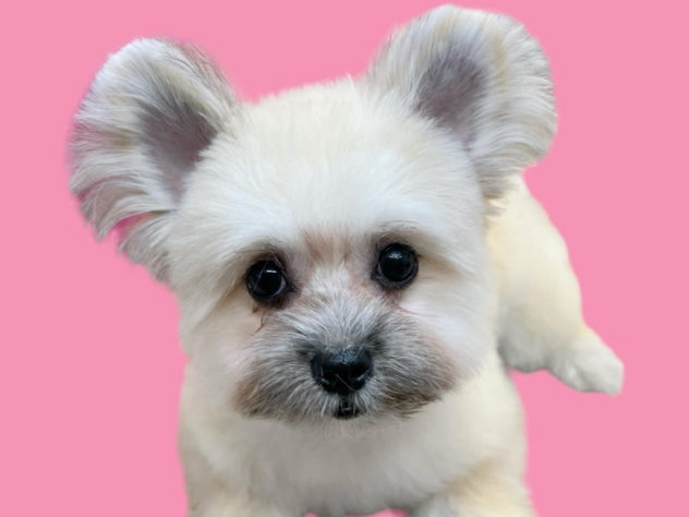 高知県のハーフ犬・ミックス犬 (アミーゴ高知店/2024年1月24日生まれ/女の子/フォーン)の子犬