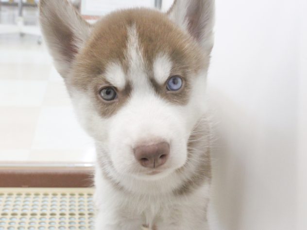 徳島県のシベリアンハスキー (アミーゴ徳島店/2024年5月25日生まれ/男の子/チョコレートホワイト)の子犬