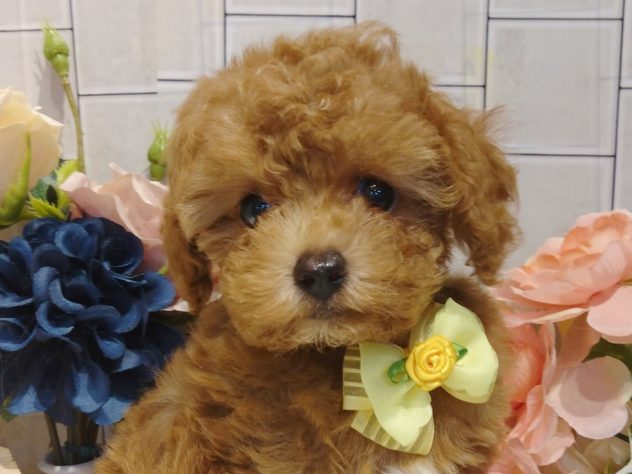 香川県のトイプードル(トイ) (アミーゴ丸亀店/2024年5月16日生まれ/女の子/アプリコット)の子犬
