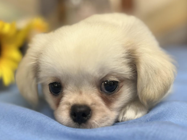 高知県のハーフ犬・ミックス犬 (アミーゴ高知店/2024年5月20日生まれ/男の子/ホワイト)の子犬