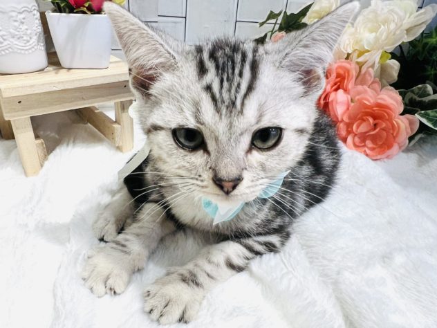 香川県のアメリカンショートヘアー (アミーゴ丸亀店/2024年4月20日生まれ/男の子/シルバータビー)の子猫
