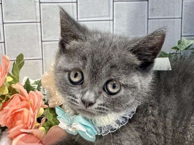 香川県のブリティッシュショートヘアー (アミーゴ丸亀店/2024年5月30日生まれ/男の子/ブルー)の子猫