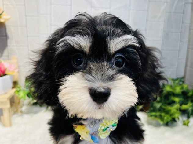 香川県のハーフ犬・ミックス犬 (アミーゴ丸亀店/2024年5月1日生まれ/女の子/ブラッククリーム)の子犬