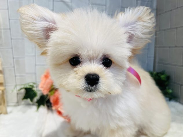 香川県のハーフ犬・ミックス犬 (アミーゴ丸亀店/2024年4月27日生まれ/女の子/クリーム)の子犬