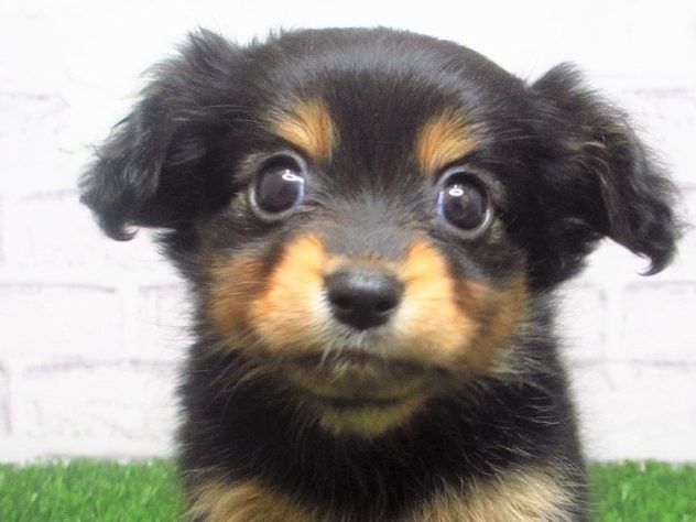 岡山県のハーフ犬・ミックス犬 (アミーゴ妹尾店/2024年5月8日生まれ/女の子/ブラックタン)の子犬