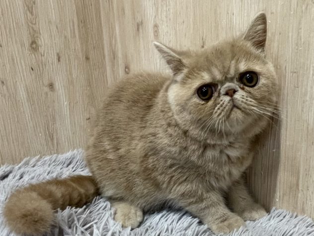 茨城県のエキゾチックショートヘアー (アミーゴ神栖店/2024年2月21日生まれ/男の子/クリームタビー)の子猫