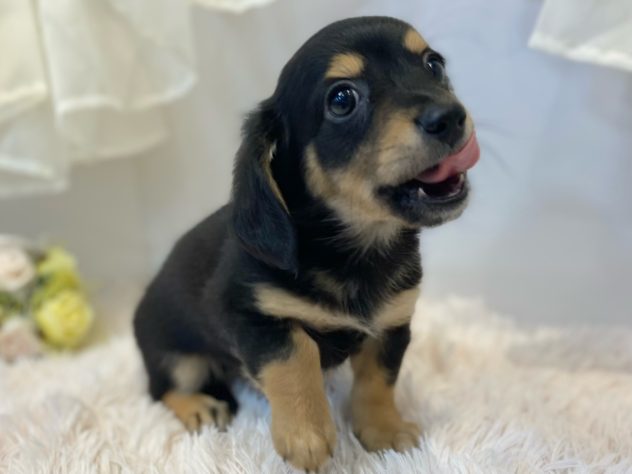 2024年5月9日生まれのハーフ犬・ミックス犬の2枚目の写真