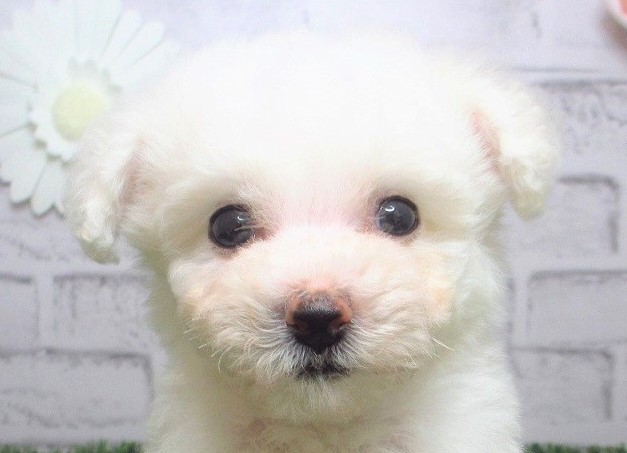 岡山県のビションフリーゼ (アミーゴ妹尾店/2024年5月14日生まれ/男の子/ホワイト)の子犬