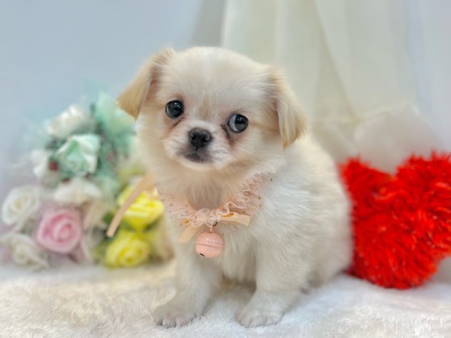 兵庫県のハーフ犬・ミックス犬 (アミーゴ姫路飾磨店/2024年5月20日生まれ/女の子/ホワイト)の子犬