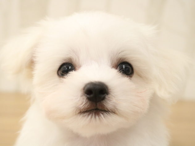 愛知県のマルチーズ (アミーゴ春日井店/2024年3月24日生まれ/男の子/ホワイト)の子犬