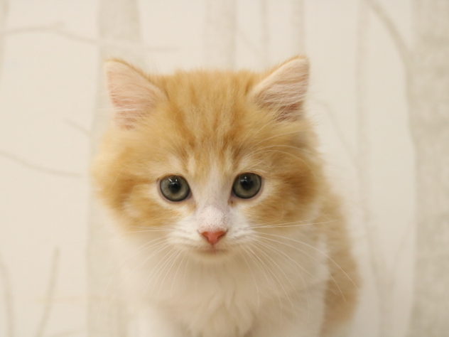 愛知県のスコティッシュフォールド (アミーゴ春日井店/2024年4月9日生まれ/男の子/レッドタビーホワイト)の子猫