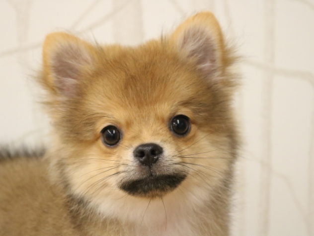 愛知県のハーフ犬・ミックス犬 (アミーゴ春日井店/2024年3月15日生まれ/男の子/フォーン)の子犬