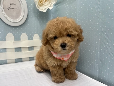 2024年5月13日生まれのハーフ犬・ミックス犬の1枚目の写真