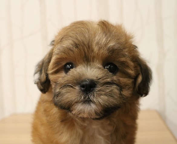 愛知県のハーフ犬・ミックス犬 (アミーゴ春日井店/2024年5月5日生まれ/女の子/ゴールド)の子犬