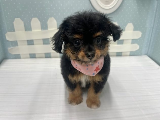 岡山県のハーフ犬・ミックス犬 (アミーゴ倉敷店/2024年5月7日生まれ/女の子/ブラックタン)の子犬