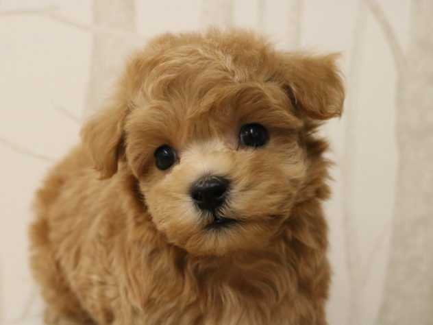 愛知県のハーフ犬・ミックス犬 (アミーゴ春日井店/2024年5月25日生まれ/男の子/アプリコット)の子犬