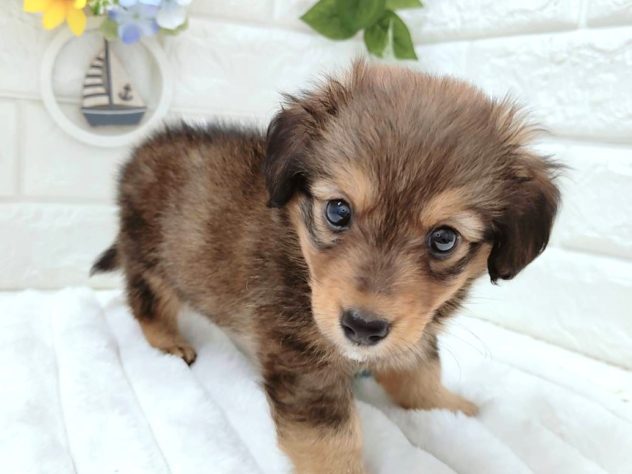 石川県のハーフ犬・ミックス犬 (アミーゴ金沢有松店/2024年5月14日生まれ/男の子/レッド)の子犬