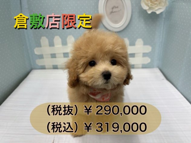 岡山県のハーフ犬・ミックス犬 (アミーゴ倉敷店/2024年5月13日生まれ/女の子/クリーム)の子犬