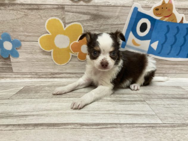 岩手県のハーフ犬・ミックス犬 (アミーゴ一関店/2024年3月28日生まれ/女の子/チョコレートタンホワイト)の子犬