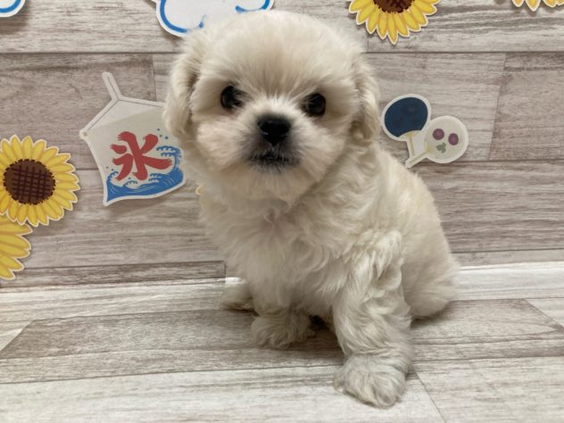 岩手県のハーフ犬・ミックス犬 (アミーゴ一関店/2024年5月17日生まれ/男の子/ホワイト)の子犬