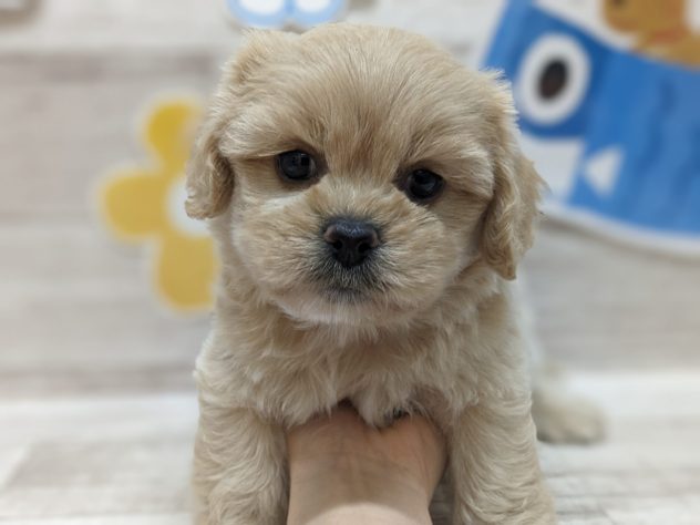 岩手県のハーフ犬・ミックス犬 (アミーゴ一関店/2024年2月26日生まれ/女の子/アプリコット)の子犬