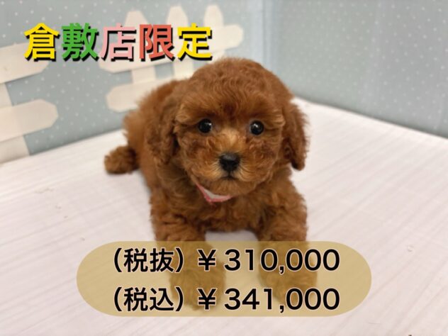 岡山県のトイプードル(トイ) (アミーゴ倉敷店/2024年6月3日生まれ/女の子/レッド)の子犬