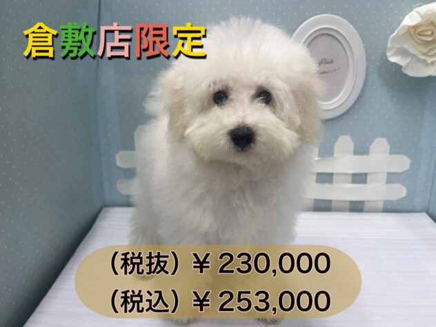 岡山県のトイプードル(トイ) (アミーゴ倉敷店/2024年5月5日生まれ/女の子/ホワイト)の子犬