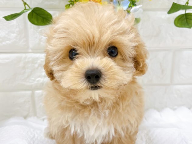 石川県のハーフ犬・ミックス犬 (アミーゴ金沢有松店/2024年5月24日生まれ/女の子/アプリコットホワイト)の子犬