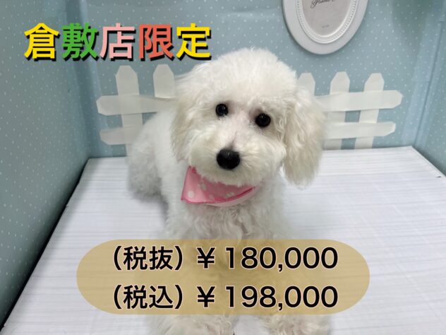 岡山県のトイプードル(トイ) (アミーゴ倉敷店/2024年5月5日生まれ/女の子/ホワイト)の子犬