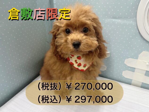 岡山県のトイプードル(トイ) (アミーゴ倉敷店/2024年6月3日生まれ/女の子/レッド)の子犬