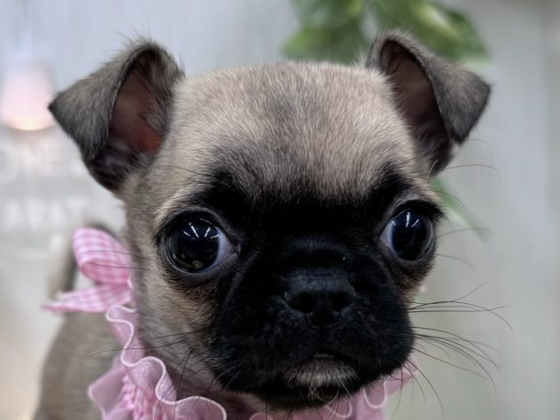 香川県のハーフ犬・ミックス犬 (アミーゴ高松店/2024年5月2日生まれ/男の子/フォーン)の子犬