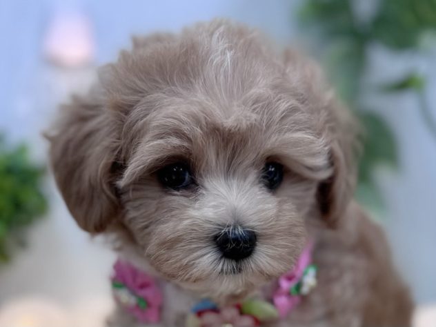 香川県のハーフ犬・ミックス犬 (アミーゴ高松店/2024年4月25日生まれ/男の子/クリームホワイト)の子犬
