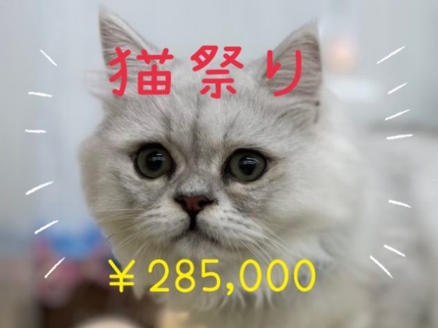 香川県のペルシャ (アミーゴ高松店/2024年1月17日生まれ/男の子/チンチラシルバー)の子猫