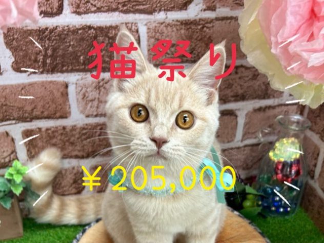 香川県のブリティッシュショートヘアー (アミーゴ高松店/2023年12月18日生まれ/男の子/クリーム)の子猫