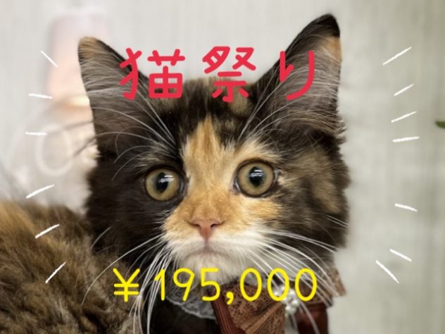 香川県のミヌエット (アミーゴ高松店/2024年3月1日生まれ/女の子/ブラウンパッチドタビー)の子猫