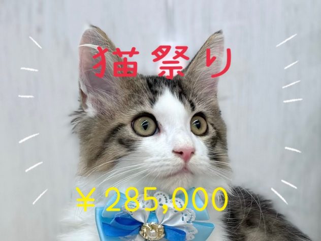 香川県のメインクーン (アミーゴ高松店/2024年3月16日生まれ/男の子/ブラウンマッカレルタビーホワイト)の子猫