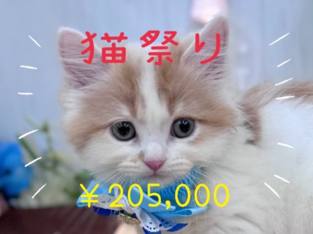 香川県のスコティッシュフォールド (アミーゴ高松店/2024年4月25日生まれ/男の子/レッドタビーホワイト)の子猫