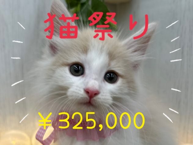 香川県のノルウェージャンフォレストキャット (アミーゴ高松店/2024年5月16日生まれ/女の子/クリームタビーホワイト)の子猫