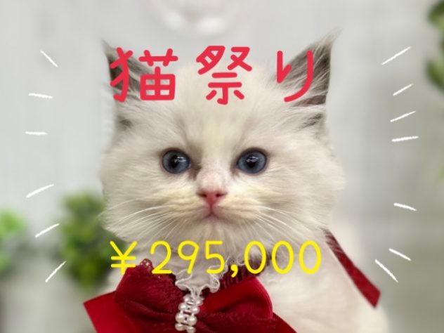 香川県のラグドール (アミーゴ高松店/2024年5月5日生まれ/女の子/ブルーポイントバイカラー)の子猫